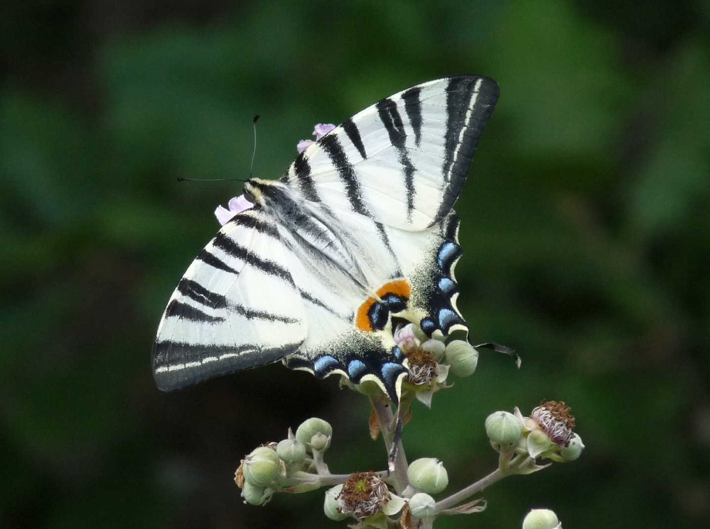 Iphiclides podalirius